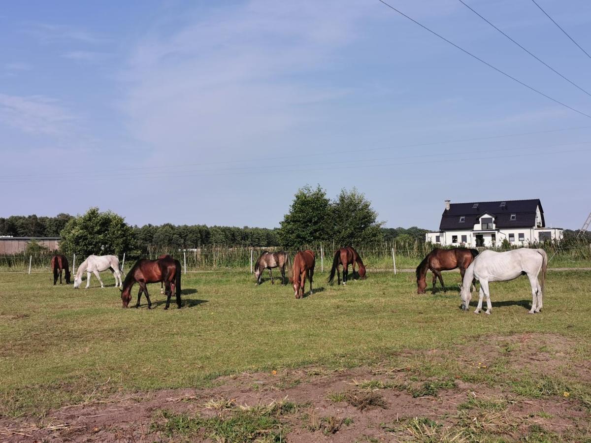 Domek Leba Nowecin Exteriör bild